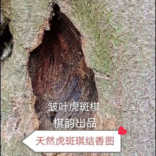 茂名奇楠沉香树  种植三年，打孔一年半就可以收香了