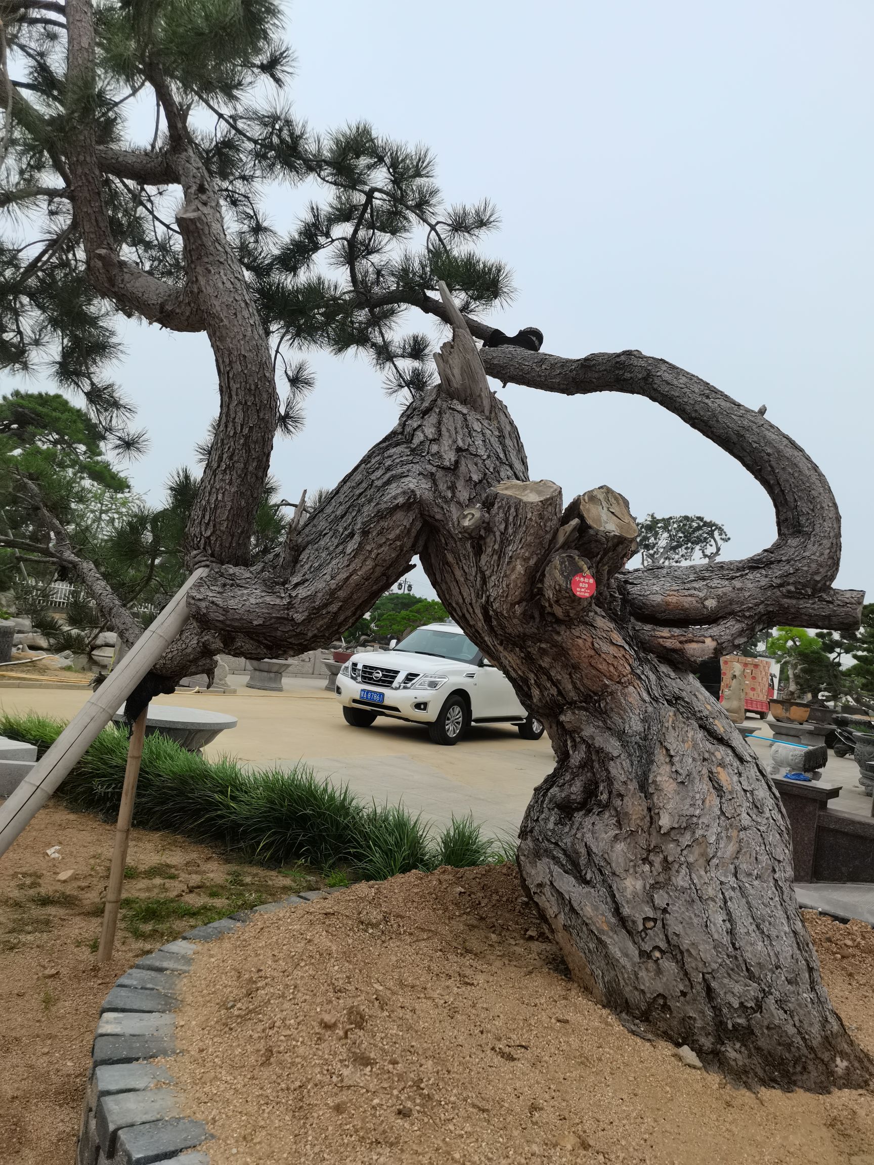 造型油松 绿化黑松，地景景观黑松