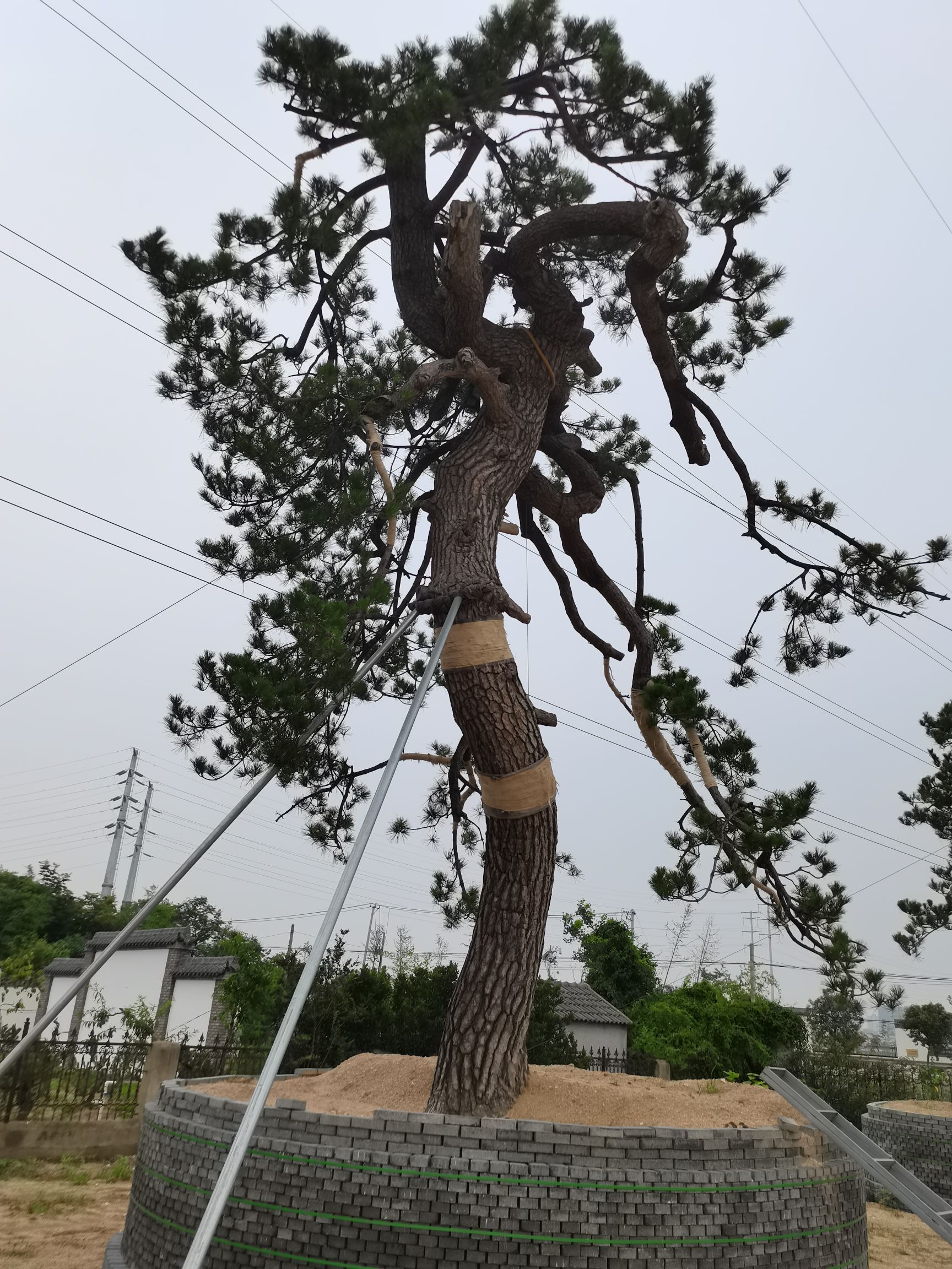 造型油松 绿化黑松，地景景观黑松