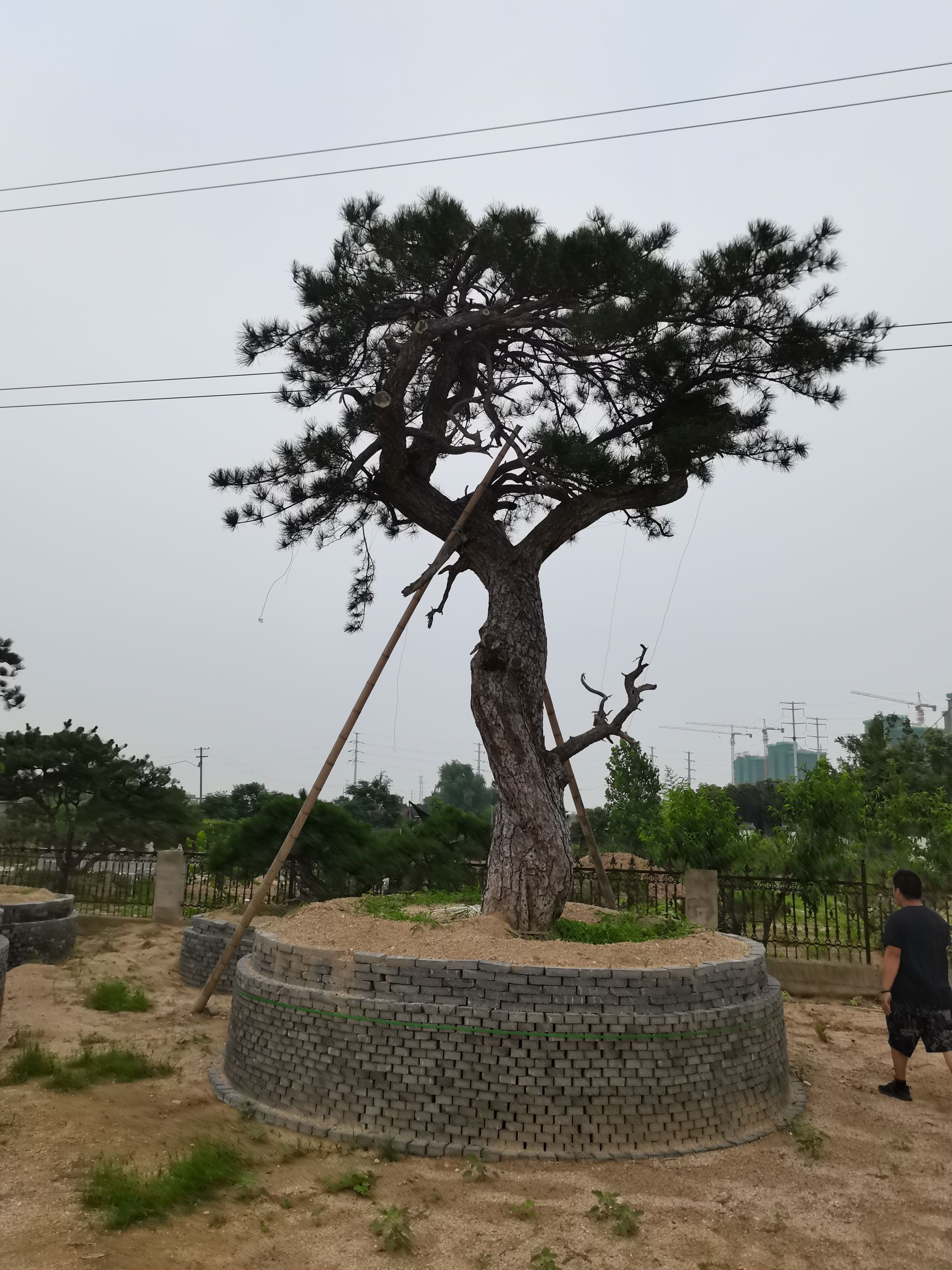 造型油松 绿化黑松，地景景观黑松