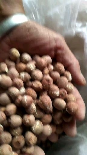 洪湖市优质洪湖红莲子淀粉足营养丰富价格实惠