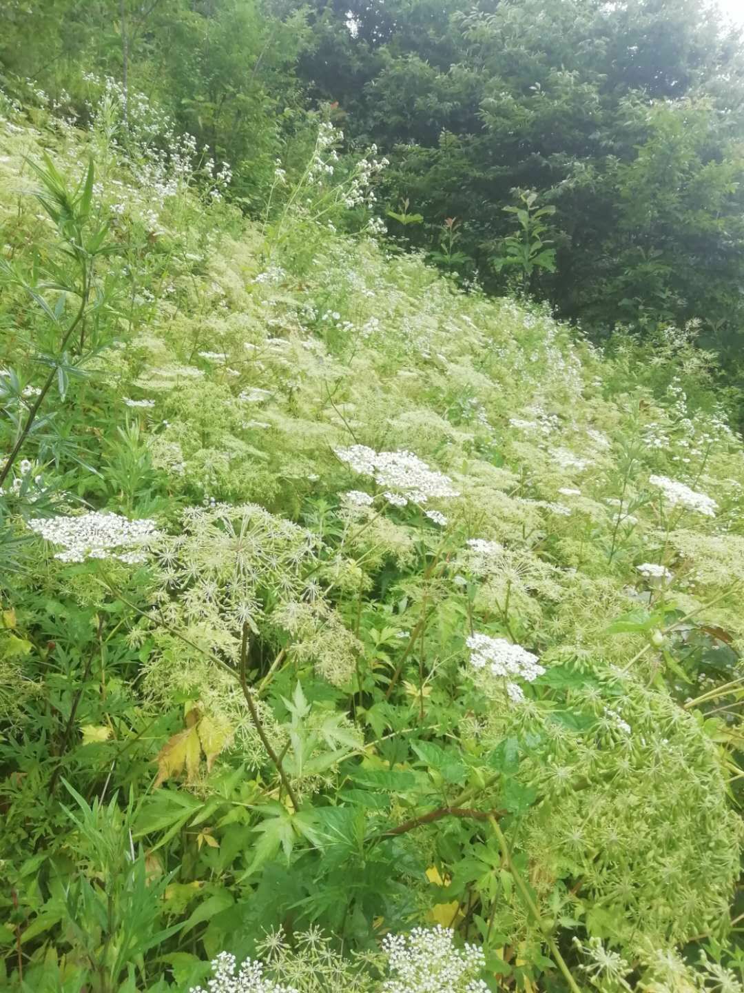 当归种子 当归种苗 甜当归种子 日本菜当归种子 产地直销