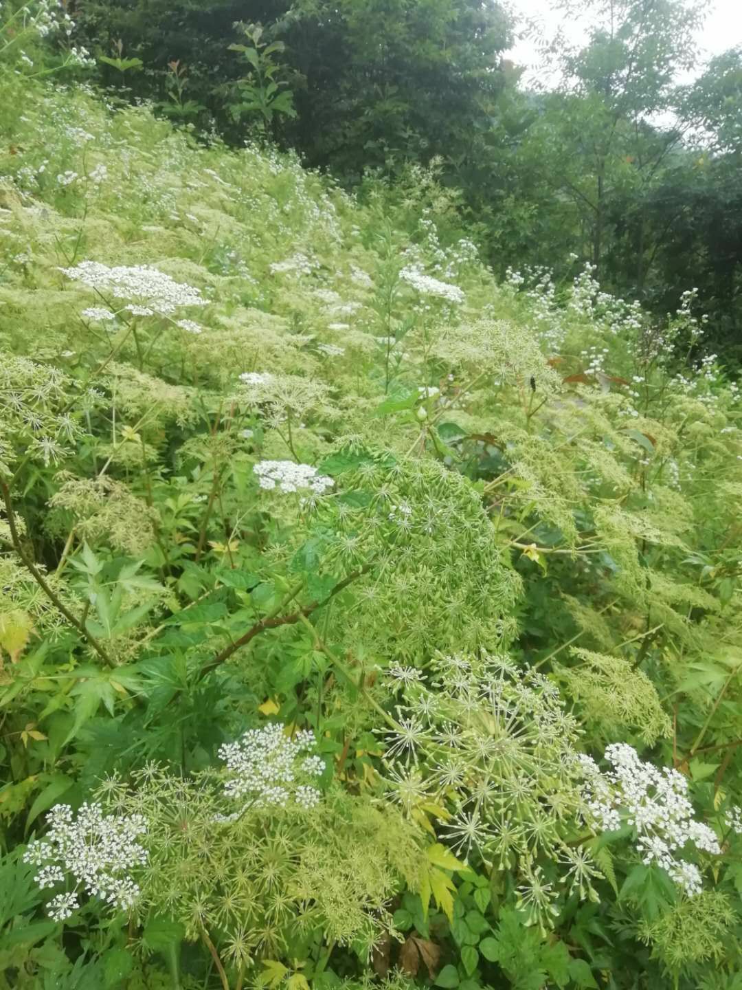 当归种子 当归种苗 甜当归种子 日本菜当归种子 产地直销