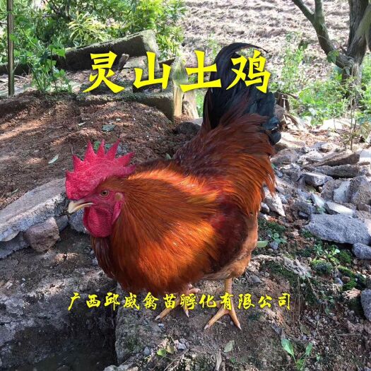 贵阳土鸡苗  灵山土鸡（1/1.5/2）