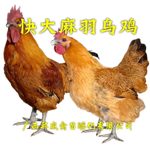 贵阳快大型麻羽乌鸡苗  快大型（白羽/黑/乌/麻黄/黄）