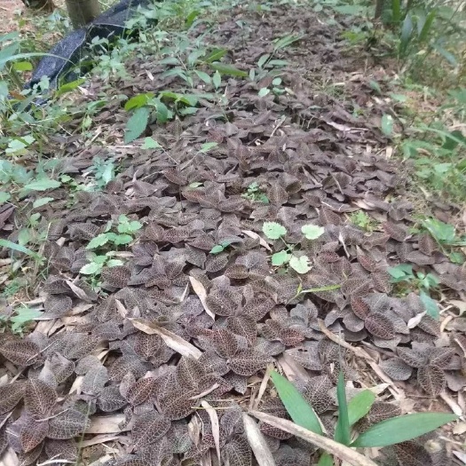 广州野花组合种子