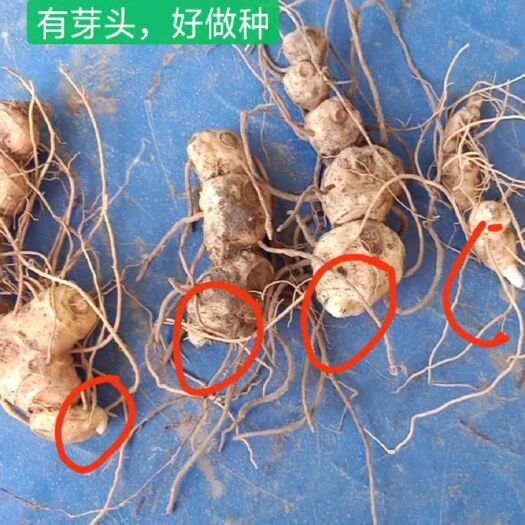 安化县石菖蒲苗 基地直发黄精芽头多花倒苗黄精来年出苗