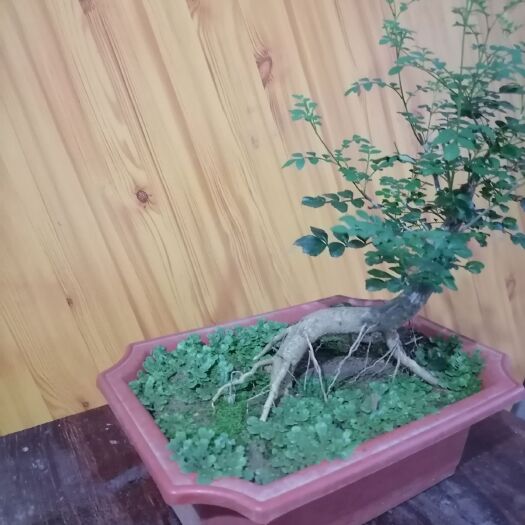 京山市对节白蜡  提根对节白腊