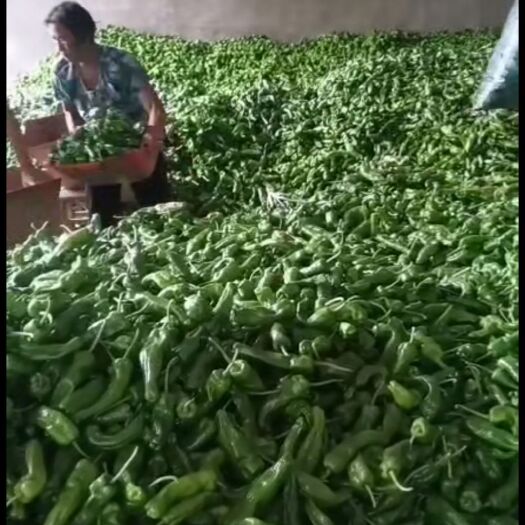 夏邑县 新鲜薄皮大辣椒
