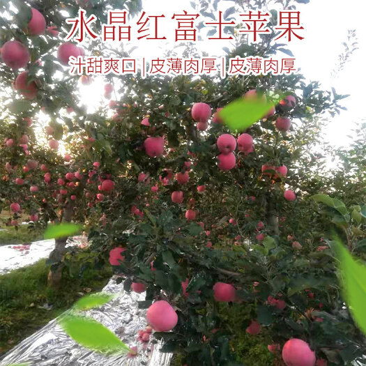 礼泉县红富士苹果批发现采新鲜水果脆甜可口纸袋原产地一件代发