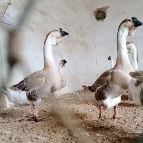 郓城县灰鹅苗