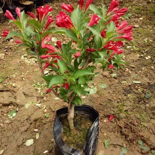 红王子锦带花苗庭院绿植绿篱植物盆栽花卉耐寒绿化工程苗