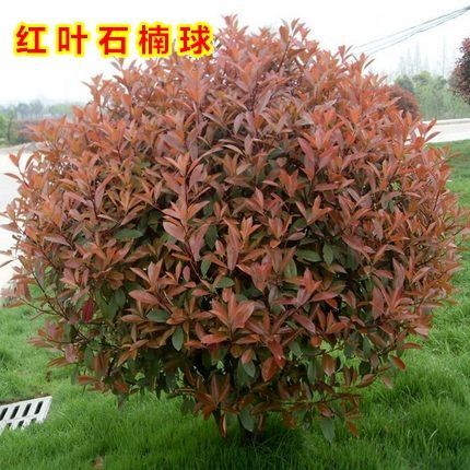 新沂市 红叶石楠苗 红火焰罗宾红石楠有大杯小杯石楠苗石楠大球小球