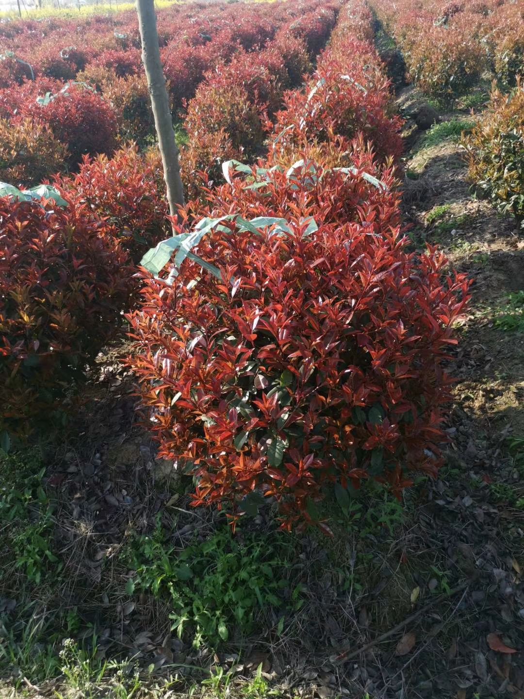 紅葉石楠樹苗紅葉石楠苗火焰紅小苗紅葉石楠球球形庭院綠籬綠化