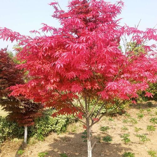 新沂市日本红枫红舞姬苗中国红枫南北方种植庭院别墅四季红枫苗