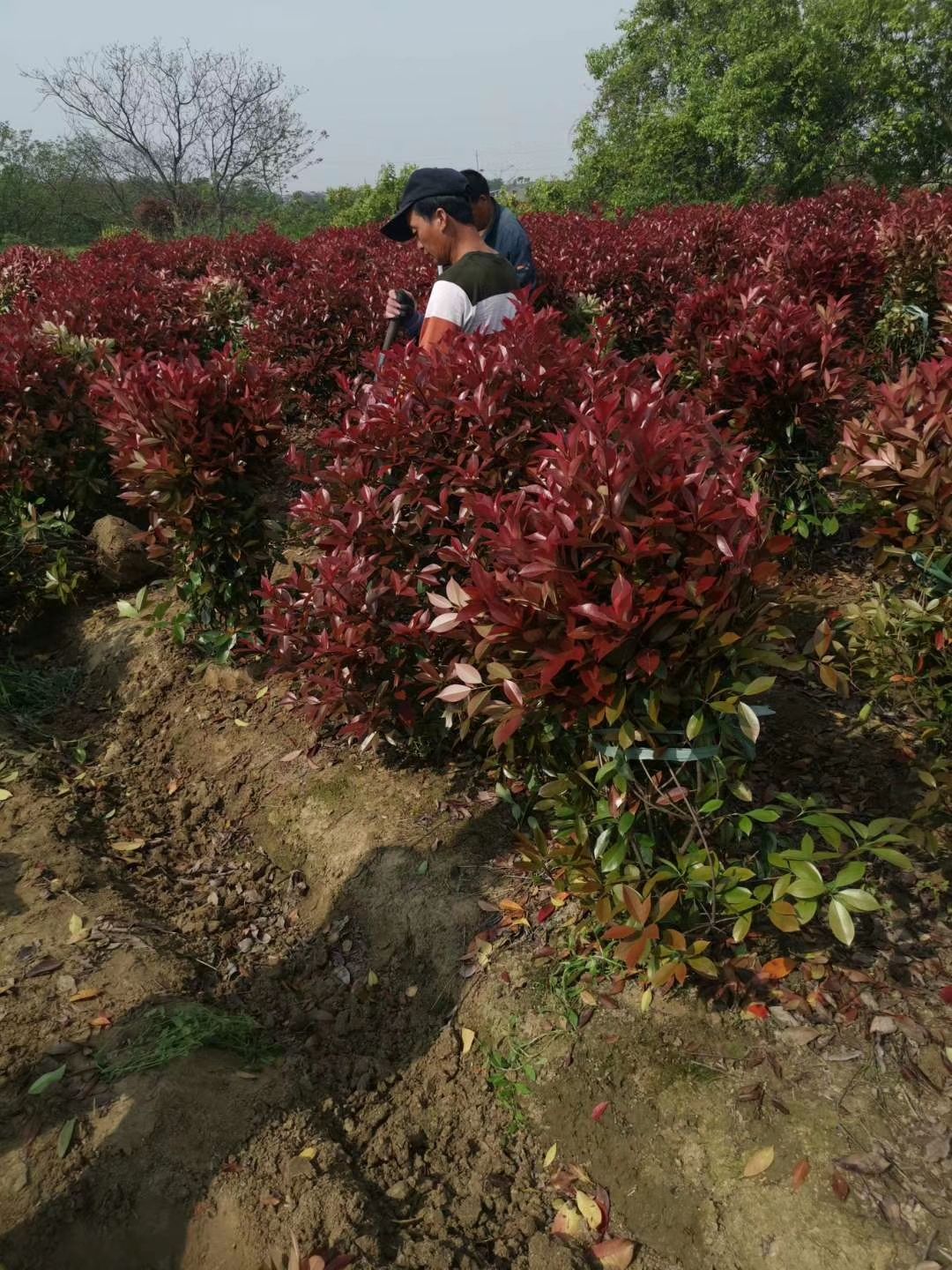 紅葉石楠樹苗紅葉石楠苗火焰紅小苗紅葉石楠球球形庭院綠籬綠化