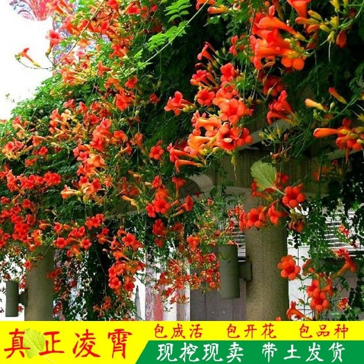 宿迁凌霄苗  凌霄花苗俄罗斯耐寒盆栽爬藤植物庭院攀爬四季花卉炮仗