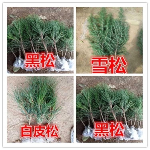 宿迁白皮松苗  白皮松树苗四季常青耐寒绿化苗木雪松树苗白皮松黑松