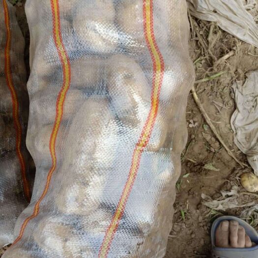 新乐市荷兰15号土豆 2两以上