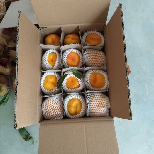 灵宝市油蟠桃 中油潘7