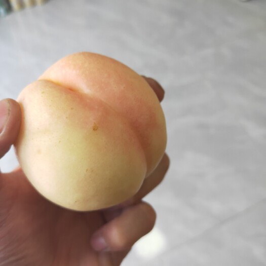 鞍山 超级甜的精品白油桃