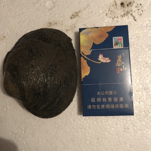  蛤 紫石房蛤