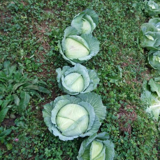 利川市京丰一号甘蓝  大山顶蔬菜专业合作社