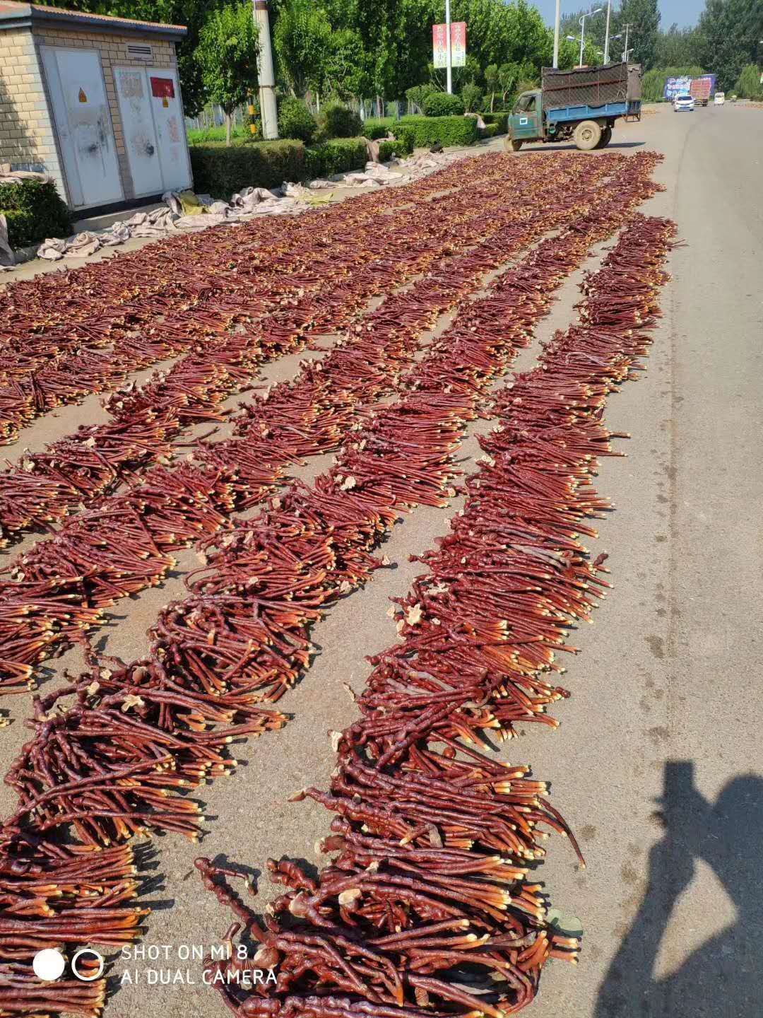 人工灵芝  灵芝草，农户直销，价格优惠