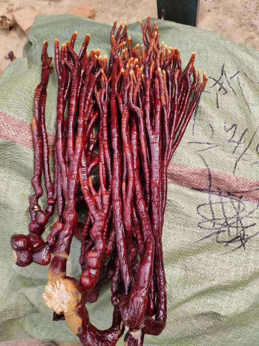 人工灵芝  灵芝草，农户直销，价格优惠