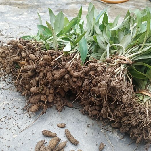 盈江县云南双肾草种苗，移栽到自己的山地里面，