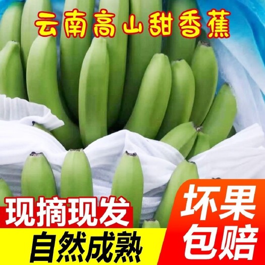 昆明香蕉 八成熟