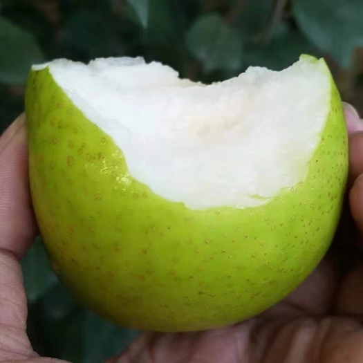 虞城县精品皇冠梨大量上市，口感甜脆，皮薄核小无渣