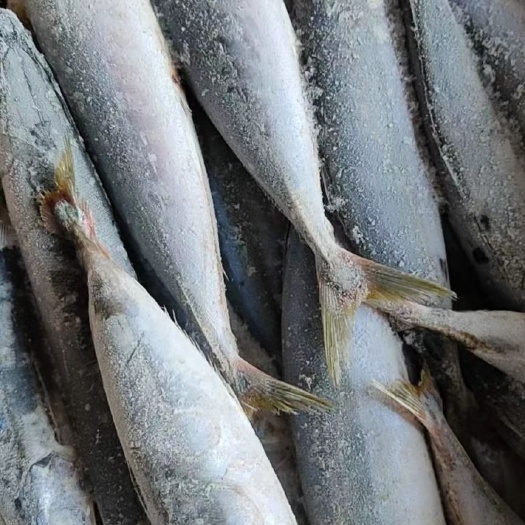 北海 北部湾6两以上大竹池，巴浪鱼，滚子鱼