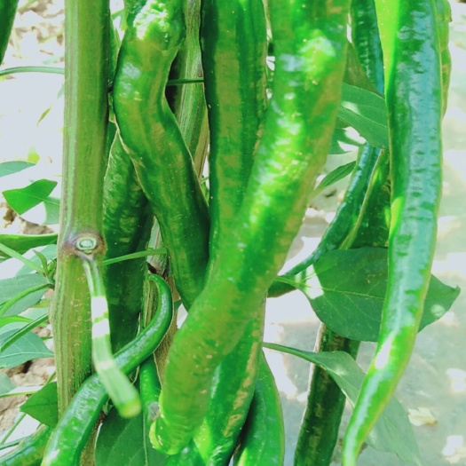 尖椒 高山环保绿色蔬菜刚刚上市
