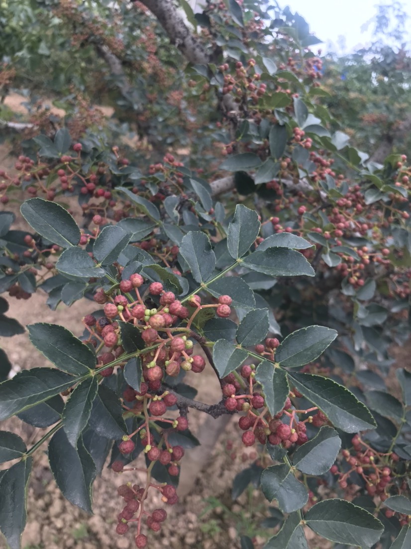 富平县富平狮子头花椒 一级 干花椒