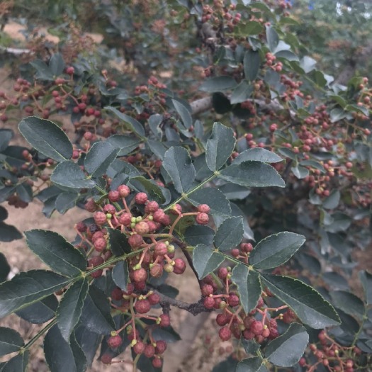 富平县富平狮子头花椒 一级 干花椒