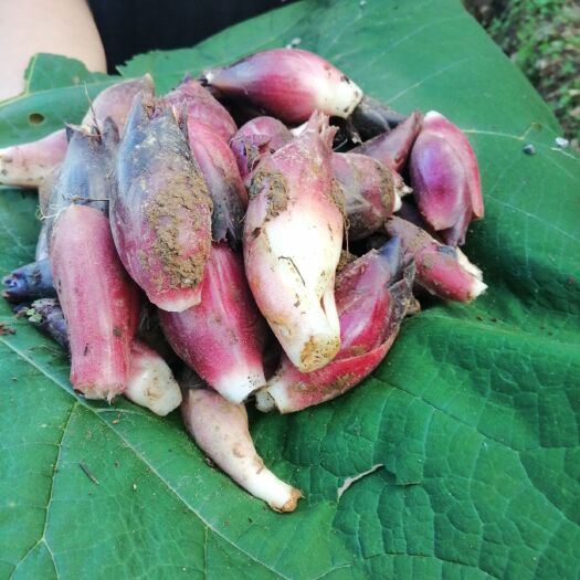 紫云县阳荷 贵州大山洋荷低价出售
