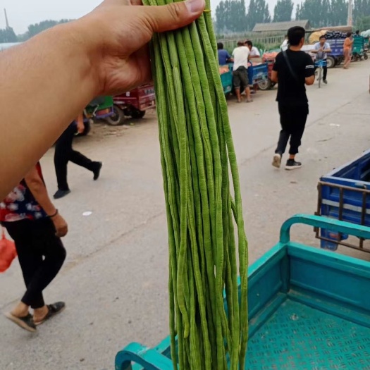 博爱县长豇豆 40cm~70cm