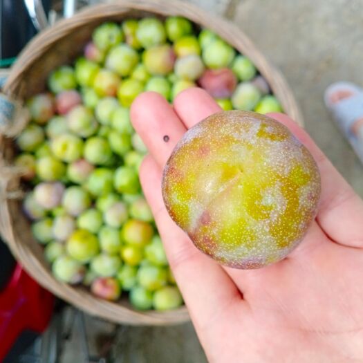 犍为县 脆红李