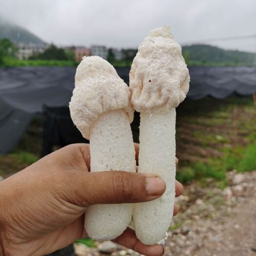 宜春 竹荪批发