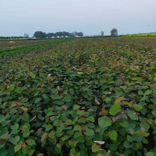 漯河 精品巨紫荆小苗100万棵