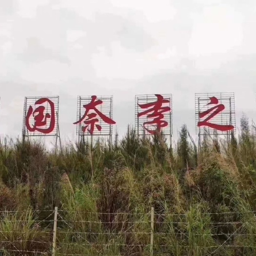 汝城县黄金李 30 - 35mm