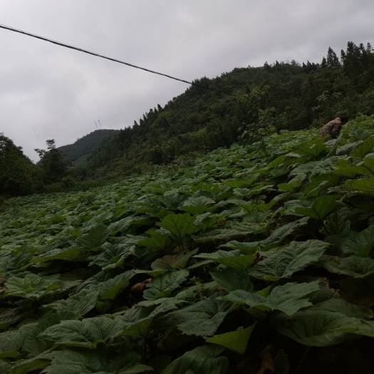 利川市 大量卖大黄，有需要的老板，联系