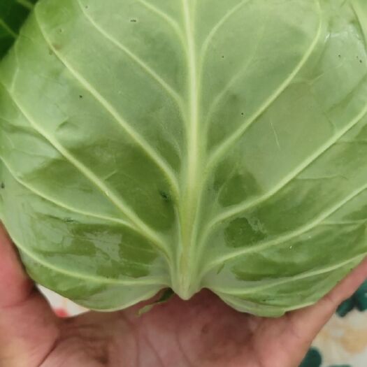 定西中甘系列  甘蓝，精品中厚薄皮甘蓝，一斤半到两斤