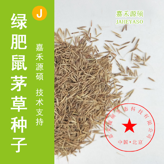  鼠茅草种子