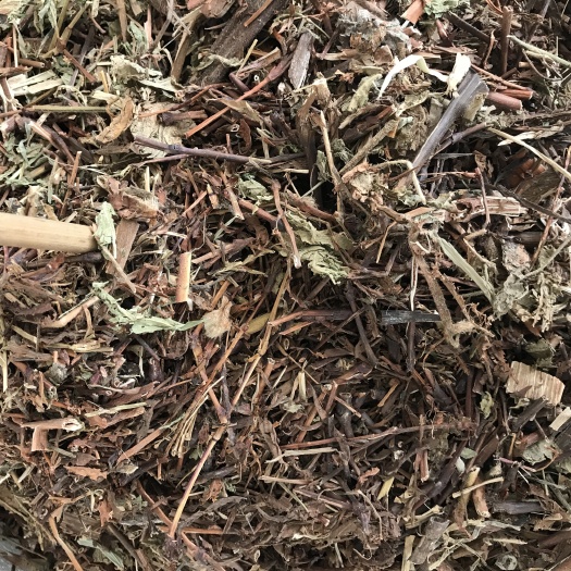 辣蓼 产地直销一手货源