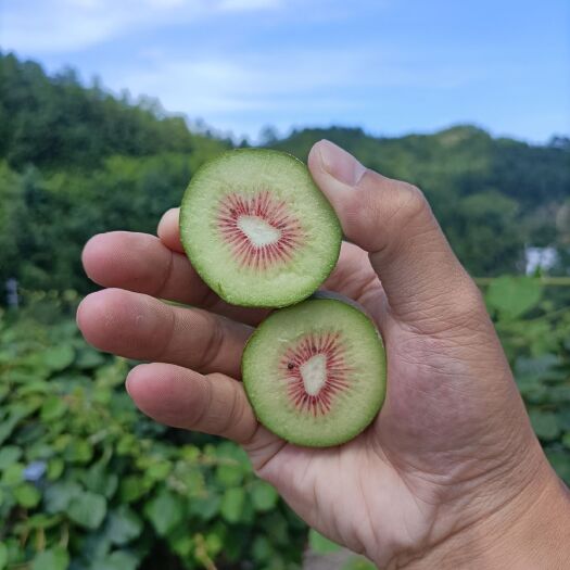 安远县 当季红心猕猴桃果大心红江西赣州一手种植户大量多渠道供应