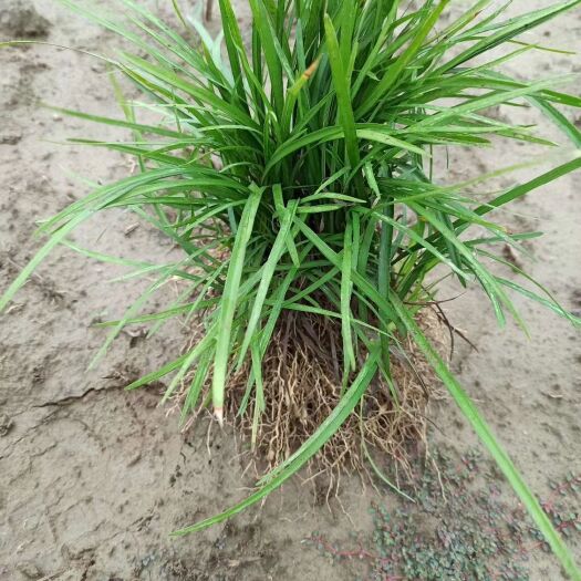 襄樊 湖北麦冬草，襄阳麦冬草，麦冬草基地，麦冬草批发，绿化工程用苗