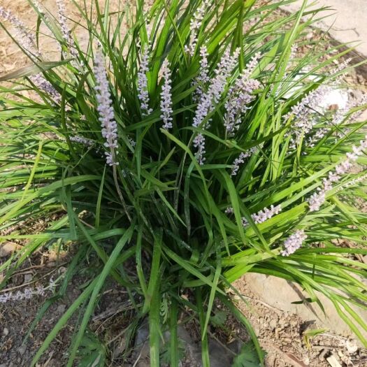 远安县 兰花三七，质优价廉，湖北兰花三七，襄阳兰花三七，绿化工程地被