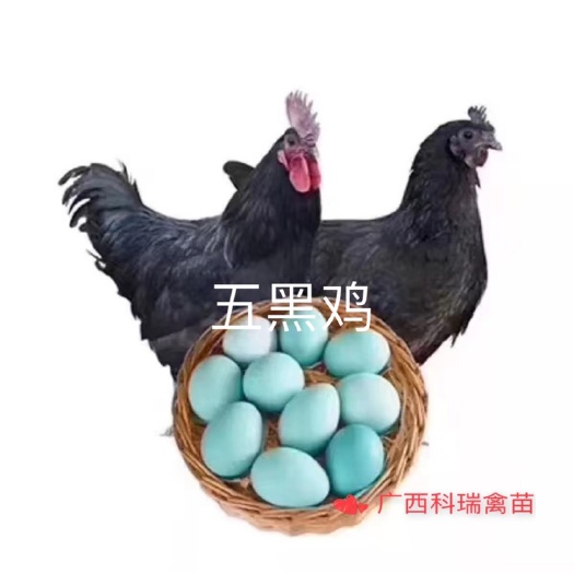 南宁五黑鸡苗 绿壳蛋鸡苗 五黑一绿 包疫苗